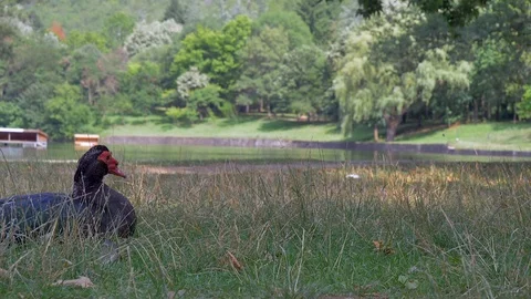 Close up side view of duck on green grass. Animal in park, Stock Footage 112413972