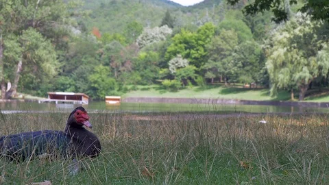 Close up side view of duck on green grass. Animal in park, Stock Footage 112414338