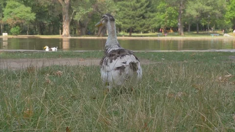 Close up side view of duck on green grass. Animal in park, Stock Footage 112415124