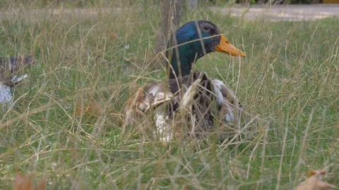 Close up side view of duck on green grass. Animal in park, Stock Footage 112415365