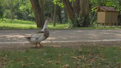 Close up side view of duck on green grass. Animal in park, Stock Footage 112415879