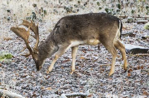 Close-up of the side view of a eating fallow deer in frost Stock Photos
