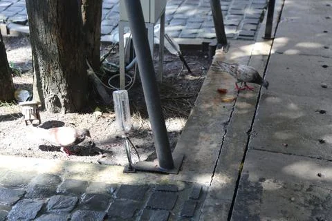 A close-up of the side view of an electric pole on which there are some cab.. Stock Photos