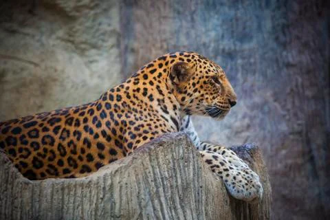 Close up side view face of dangerous angry leopard lying on rock Stock-Fotos