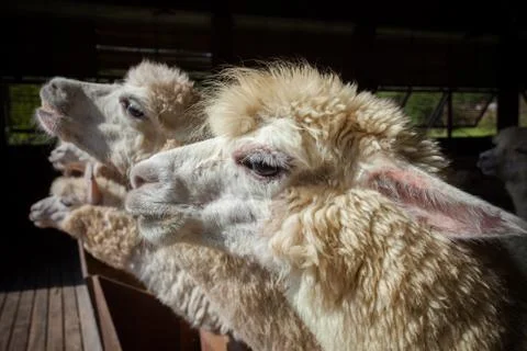 Close up side view face of llama alpacas in ranch farm Stock-Fotos