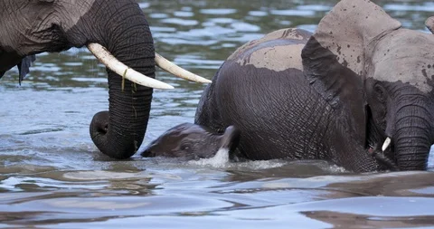 Close-up side view of a female elephant and very cute young calf crossing a Stock Footage 112621532