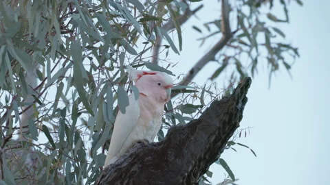 Close up side view of a female major mitchell's cockatoo perching in a gum tree Stock Footage 237362543