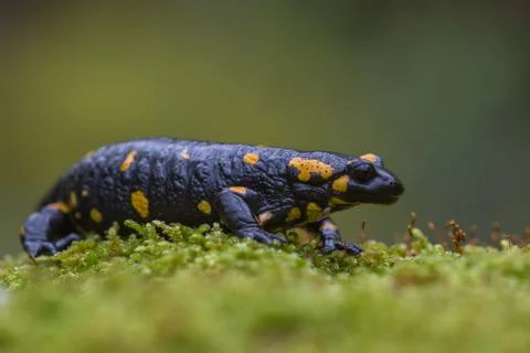 Close up side view of Fire salamander (Salamandra salamandra) 스톡 사진