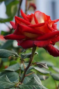 Close-up side view of a flower dark red roses Caucasian 写真素材