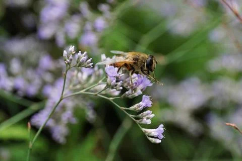 Close-up side view of flower fly hoverfly of genus Eristalis  写真素材