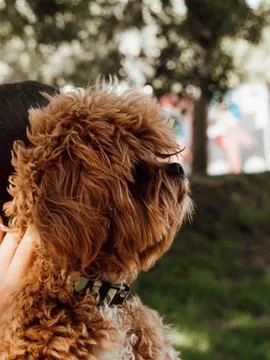 Close-up side view of a fluffy ginger dog wearing a collar, being held by a.. Stock Photos