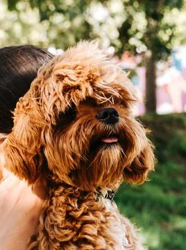 Close-up side view of a fluffy ginger dog wearing a collar, being held by a.. Stock Photos