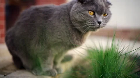 Close up side view of a fluffy grey cat eating fresh green grass outdoors Stockbeeldmateriaal 335269414