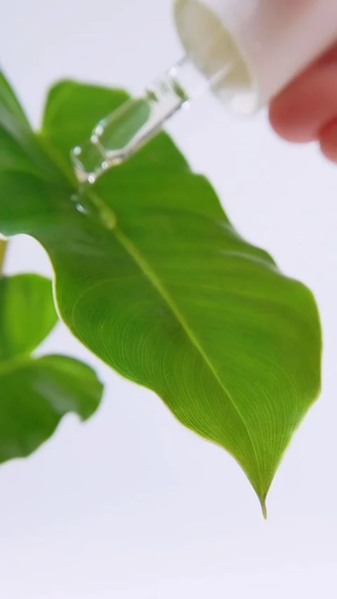 Close up side view of fresh green leaf on white background with clear liqui.. Stockbeeldmateriaal 338081125