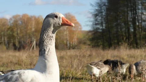 Close-up side view of a goose standing while others graze in the background. Vidéo 311190333
