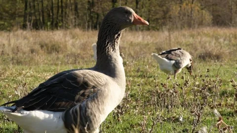 Close-up side view of a goose standing while others graze in the background. 库存影片 311190347