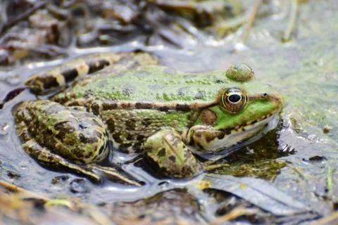 Close-up side view of green frog Rana ridibunda in water Stock Photos