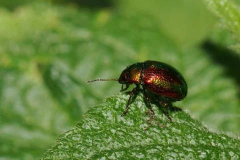 Close-up side view of a green-red Caucasian beetle Chrysomelids Stock Photos