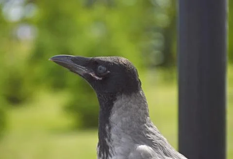 A close-up side view of a grey crow with its beak closed Foto stock