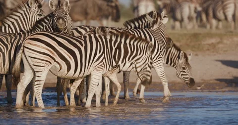 Close-up side view of a group of Zebras with a cute young foal drinking at a Stock-Footage 106746079