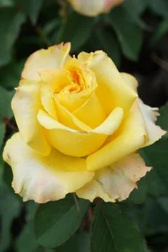 Close-up side view of a half-open flower bright yellow roses Caucasian Stock Photos