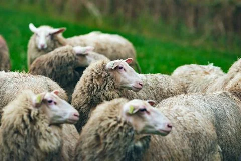 Close-up side view of heads of sheep in field. Stock Photos