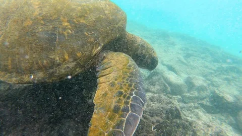 Close side view of huge Green Sea Turtles on Hawaii Big Island, slow motion 4K Vidéo 98427922