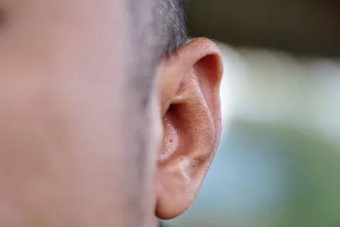 Close-up side view of a human head showing the detailed structure of the ear. Stock Photos