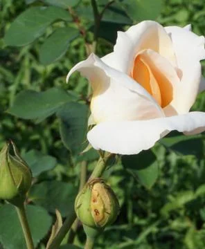 Close-up side view of inflorescence with buds of yellow and white roses Stock Photos