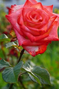 Close-up side view inflorescences dark pink roses Caucasian 写真素材