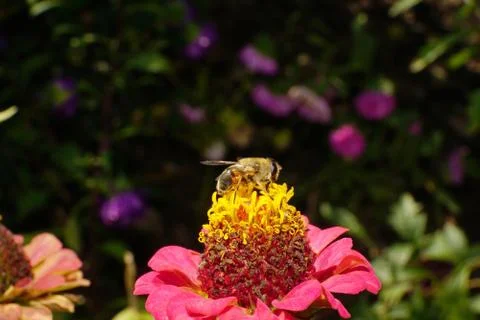 Close-up side view of a large bronze caucasian fluffy flower flies  Stock Photos