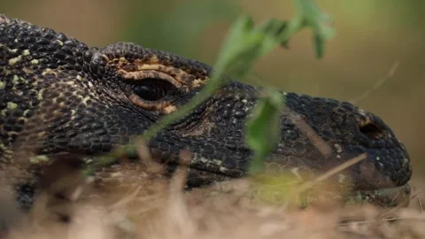 Close up side view of a large Komodo dragon resting Vídeo Stock 331091226
