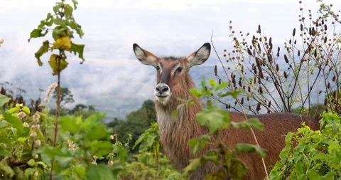 Close up side view of large Water Buck in Ngorongoro Conservation area, Tan.. Stock Footage 324549795