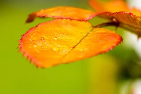 Close up side view of leaf with nice water drops Stock Photos