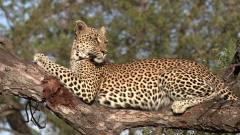 Close side view of leopard lying on fallen tree and looking out Stock Footage 153627898