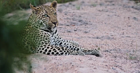 Close side view of leopard lying on sand and watching surroundings Stock Footage 288472261