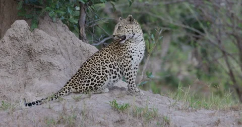 Close-up side view. Leopard sitting on a termite mound looking around 스톡 동영상 276465272