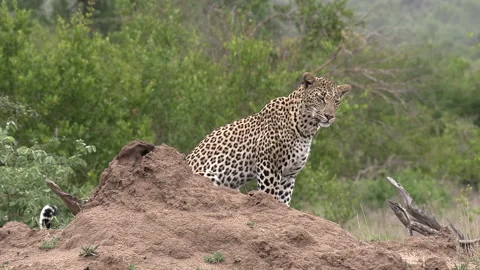 Close side view of leopard surveying surroundings by dirt ground mound Stock Footage 145223346