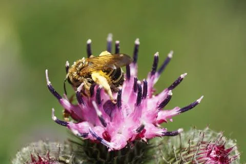 Close-up side view of a light brown striped Caucasian bee Macropis fulvipes  Stock Photos