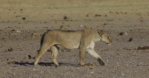 Close-up side view of a lioness walking in slow motion, Etosha National Park, Stock Footage 144235797
