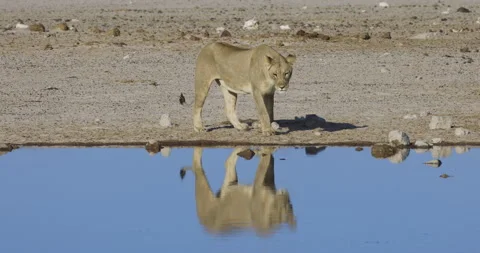 Close-up side view of a lioness walking in slow motion along the edge of a Stock Footage 144235812