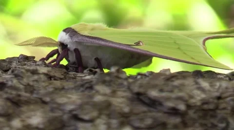 Close up side view of luna moth on tree nature wildlife Stock Footage 50142776