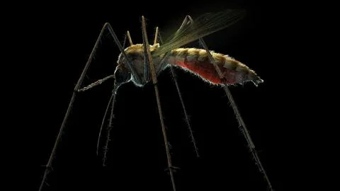 Close up side view of a mosquito Stock Illustration