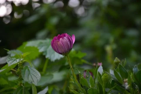 Close side view of one closed purple flower on the green blurry background Stock Photos