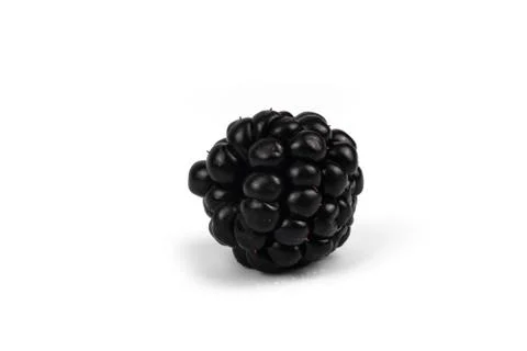 Close-up side view on one freshly harvested isolated black shiny blackberry 库存照片