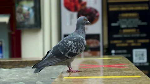 Close up side view of one pigeon standing , chinatown, Singapore Stock Footage 133551638