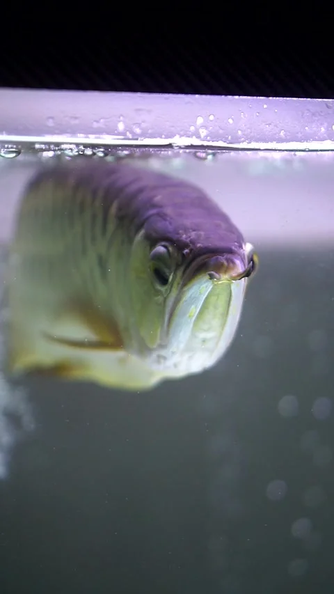 Close up side view of ornamental golden arowana fish, an Asian arowana 스톡 동영상 341359616