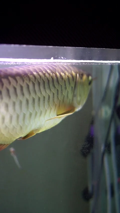 Close up side view of ornamental golden arowana fish, an Asian arowana Stock-Footage 341359678