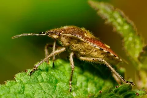 Close-up side view of painted, brown, furry berry caucasian bug  库存照片