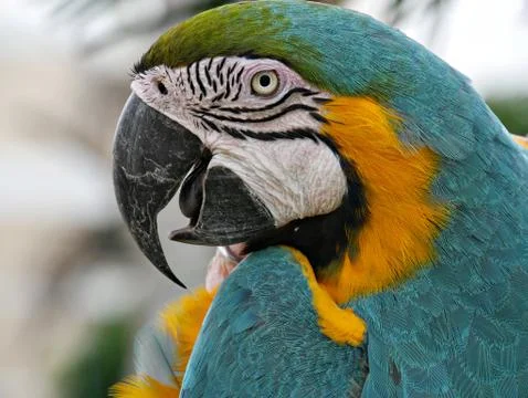 Close up, side view of parrot head Stock Photos